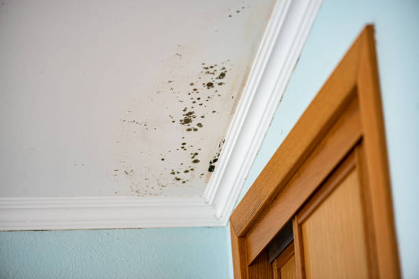 Certified Mold Removal in Port Ewen, NY