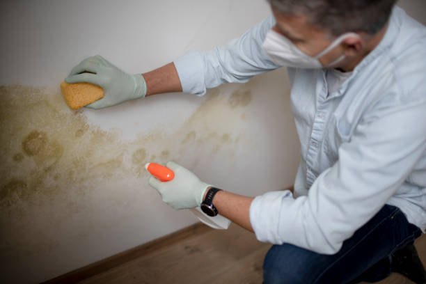 Best Mold Damage Repair  in Port Ewen, NY