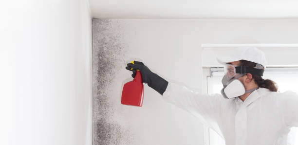 Best Commercial Mold Removal  in Port Ewen, NY