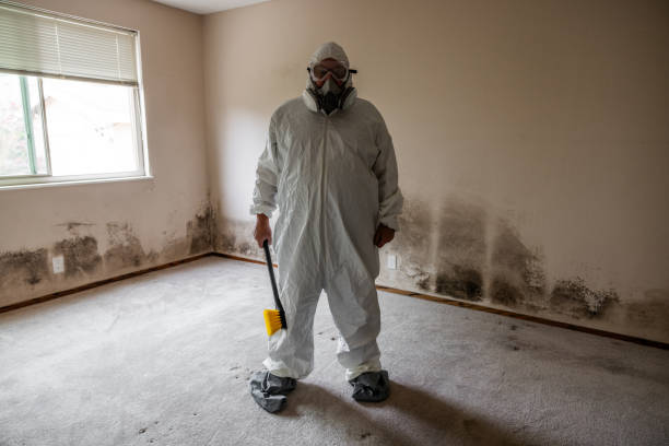 Best Attic Mold Removal  in Port Ewen, NY