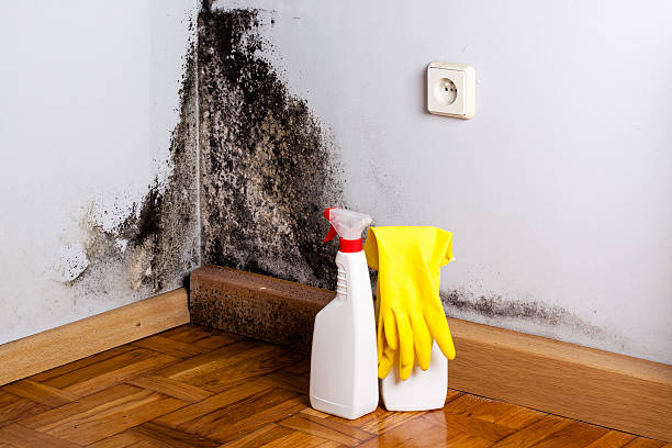 Best Certified Mold Removal  in Port Ewen, NY