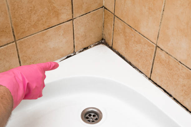 Best Crawl Space Mold Removal  in Port Ewen, NY