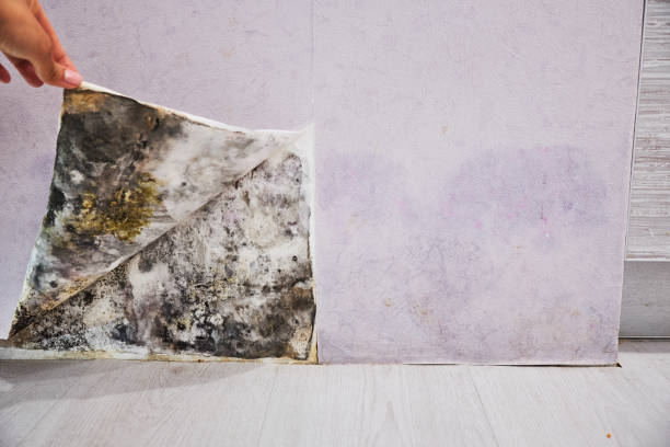 Best Mold Testing  in Port Ewen, NY